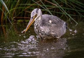 Grey Heron fishing in a pond in Bois de Vincennes - Paris