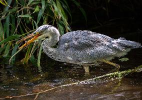 Grey Heron fishing in a pond in Bois de Vincennes - Paris