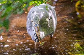 Grey Heron fishing in a pond in Bois de Vincennes - Paris