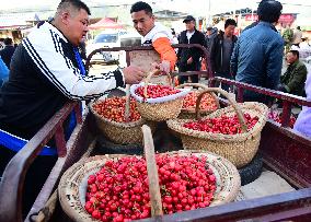Cherries Harvest in Zaozhuang