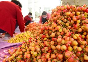 Cherries Harvest in Zaozhuang