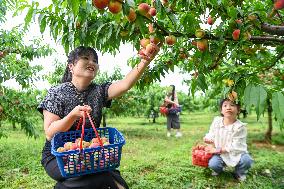 Peach Orchard in Yichun