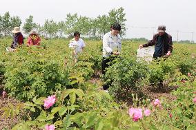 A Rose Planting Base in Lianyungang