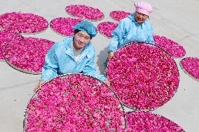 A Rose Planting Base in Lianyungang