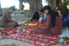 AFGHANISTAN-NANGARHAR-STRAWBERRY-HARVEST