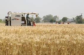 CHINA-SICHUAN-WHEAT HARVEST (CN)