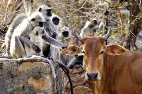 Cow Stands Near the Group of Langur Monkeys in Pushkar