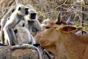 Cow Stands Near the Group of Langur Monkeys in Pushkar
