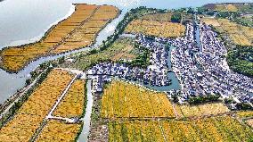 Golden Wheat Field in Kunshan