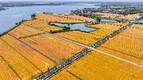 Golden Wheat Field in Kunshan