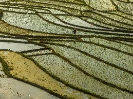 Xiaotun Rice Terraces