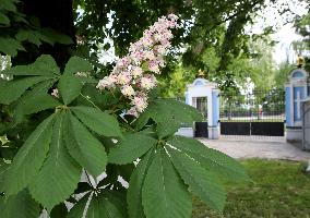 Chestnuts bloom in Kyiv