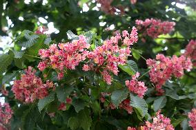 Chestnuts bloom in Kyiv