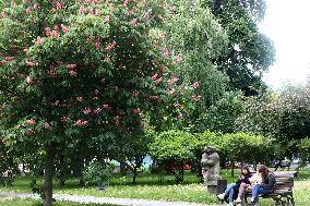 Chestnuts bloom in Kyiv