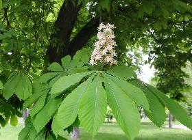 Chestnuts bloom in Kyiv