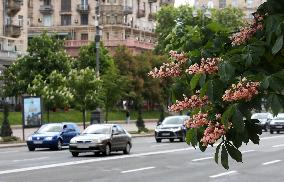 Chestnuts bloom in Kyiv