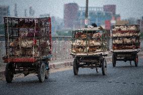 Daily Life In Dhaka