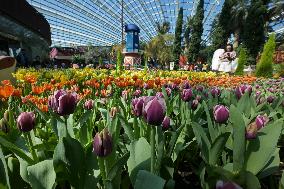 SINGAPORE-TULIP-EXHIBITION