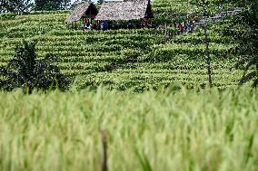 INDONESIA-BALI-JATILUWIH RICE TERRACES