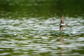 Osprey At The Oxbow Nature Conservancy