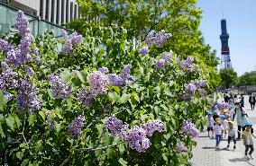 Lilac flower festival in Hokkaido