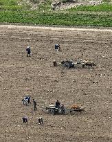 North Korean farmers