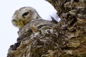 An Owl Perches On A Branch Of A Tree - India