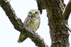 An Owl Perches On A Branch Of A Tree - India