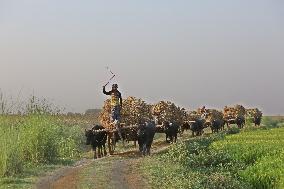 Paddy Harvest - Bangladesh