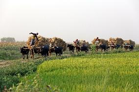 Paddy Harvest - Bangladesh