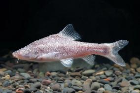 CHINA-GUIZHOU-BLIND FISH (CN)