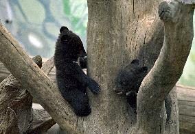 Himalayan bear cubs in Vinnytsia zoo