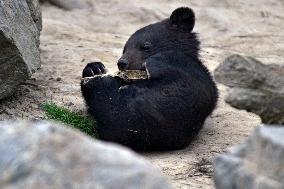 Himalayan bear cubs in Vinnytsia zoo