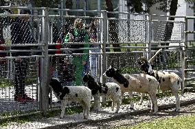 Podilskyi Zoo in Vinnytsia