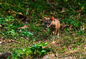 Golden Jackals  Cubs - Canis Aureus - Animal India