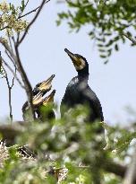 CHINA-BEIJING-MIYUN RESERVOIR-BIRDS (CN)