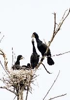 CHINA-BEIJING-MIYUN RESERVOIR-BIRDS (CN)