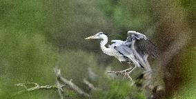 CHINA-BEIJING-MIYUN RESERVOIR-BIRDS (CN)