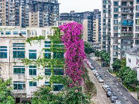 Plants on The Outside Wall of A Primary School in Nanning, China