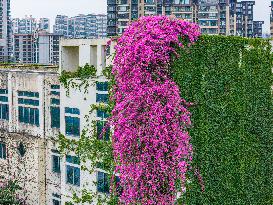 Plants on The Outside Wall of A Primary School in Nanning, China