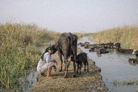 The Marsh Arabs - Iraq