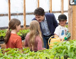 Prime Minister Justin Trudeau Transplants Tomato  - Canada