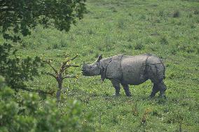 India Wildlife