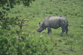 India Wildlife