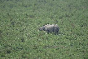 India Wildlife