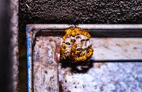 Yellow Paper-wasp Nest - Animal India