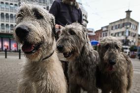 Exploring Dublin With Wayne's Wolfhounds