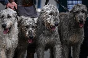 Exploring Dublin With Wayne's Wolfhounds