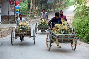 Pineapple Harvest - Bangladesh
