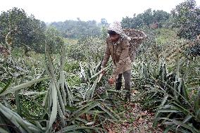 Pineapple Harvest - Bangladesh